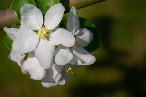 Common pear, Pyrus domestica photo