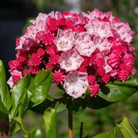 Mountain laurel, Kalmia latifolia photo