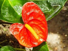 casa planta rojo anturio en el jardín. anturio andreanum. flor flamenco flores o anturio andraeanum simbolizar hospitalidad. foto