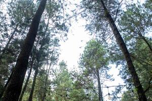 View of a pine forest with retro incandescent lamps in the morning photo