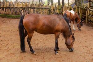 Beautiful brown pony behind the bamboo fence on the small farm photo