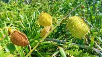 Nueces marrones salvajes tropicales con picos en la playa en México. video