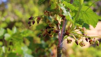 bourdon mouches et pollinise printemps fleurs dans Allemagne. video