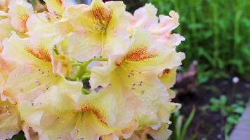 Orange Gelb Sahne Weiß Rhododendron Blumen blühen wachsen im Deutschland. video