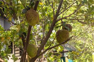 Cempedak fruit or Artocarpus integer on the tree. photo