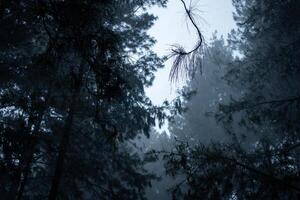 ver de un pino bosque durante pesado lluvia. brumoso bosque. foto
