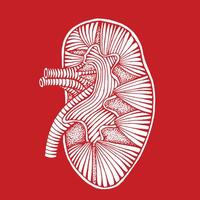 hand drawn human kidney drawing reverse illustration engraved style vector