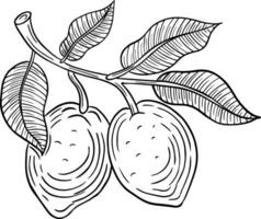 lemon hand drawn engraved sketch drawing vector