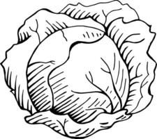 hand drawn cabbage vector illustration