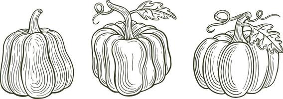 hand drawn pumpkin set vector