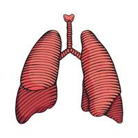 hand drawn human lung illustration colored engraved style vector