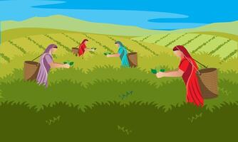 tea harvester women collecting leaves vector