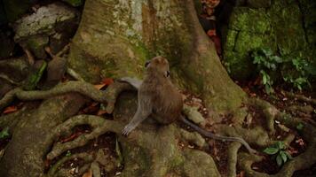 Affe sitzt auf das Wurzeln von ein Baum im das Wald und sieht aus um video