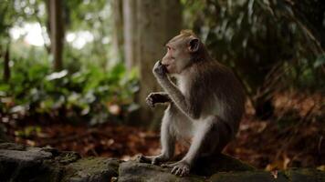 mono sentado en el bosque comiendo nueces en contra el antecedentes de arboles video