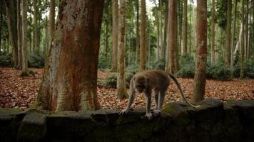 Monkey walks along a stone fence in a mossy forest. video