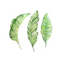 Watercolor bright green tropical leaves, for summer designs vector