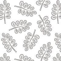 Seamless pattern with acacia leaf in line art style. Design for wallpaper, textile, web page background, spring greeting cards. Vector illustration on a white background.