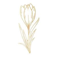 Saffron flower, crocus in golden color. Hand drawing. For postcards, invitations, it, printing, for your design. vector