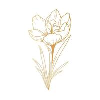 Saffron flower, crocus in golden color. Hand drawing. For postcards, invitations, it, printing, for your design. vector