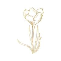 Saffron flower, crocus in golden color. Hand drawing. For postcards, invitations, it, printing, for your design. vector