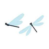 Dragonfly. Vector illustration of insects in flat style on white background.