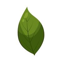 Green leaf. Leaf in flat style on a white background. vector