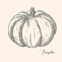 Ink sketch of pumpkin isolated on white background. Hand drawn vector illustration. Retro style