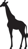 Giraffee Silhouette Vector Illustration White Background