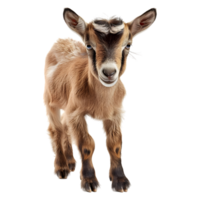 AI generated Young Goat on Transparent background - Ai Generated png