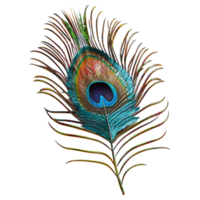 AI generated Peacock Bird Feather on Transparent background - Ai Generated png