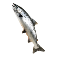 ai generiert 3d Rendern von ein Ozean Fisch auf transparent Hintergrund - - ai generiert png