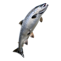 ai generado 3d representación de un Oceano pescado en transparente antecedentes - ai generado png