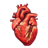 AI generated Sticker of a Human Heart On a Transparent Background - Ai Generated png