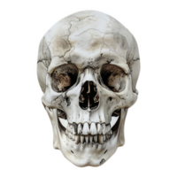 AI generated Sticker of a Human Skull On a Transparent Background - Ai Generated png