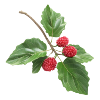 AI generated 3D Rendering of a Raspberry With Leaf on Transparent Background - Ai Generated png