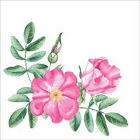 Watercolor dog rose bouquet, corner composition from flowers, leaves and berries. Botanical hand drawn illustration. vector