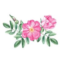 Watercolor dog rose bouquet, composition from flowers, leaves and berries. Botanical hand drawn illustration. vector