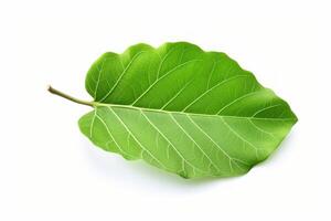 AI generated Glossy One green leaf of fig tree. Generate Ai photo