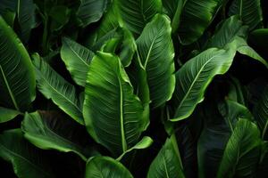 AI generated Veiny Plantain leaves. Generate Ai photo