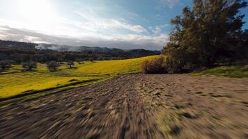 hills full of yellow flowers video