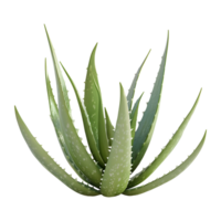 ai generiert 3d Rendern von ein Aloe vera im ein Topf auf transparent Hintergrund - - ai generiert png