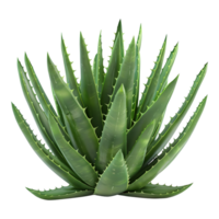 ai generiert 3d Rendern von ein Aloe vera im ein Topf auf transparent Hintergrund - - ai generiert png