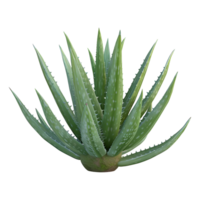 ai generiert 3d Rendern von ein Aloe vera im ein Topf auf transparent Hintergrund - - ai generiert png