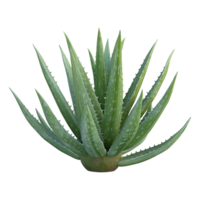 AI generated 3D Rendering of a Aloe Vera in a Pot on Transparent Background - Ai Generated png