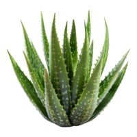 ai generato 3d interpretazione di un' aloe Vera nel un' pentola su trasparente sfondo - ai generato png