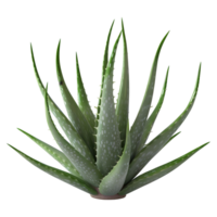 ai generiert 3d Rendern von ein Aloe vera im ein Topf auf transparent Hintergrund - - ai generiert png