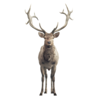 AI generated 3D Rendering of a Jungle Deer on Transparent Background - Ai Generated png