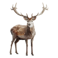 ai généré 3d le rendu de une jungle cerf sur transparent Contexte - ai généré png