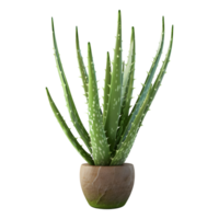 ai genererad 3d tolkning av en aloe vera i en pott på transparent bakgrund - ai genererad png