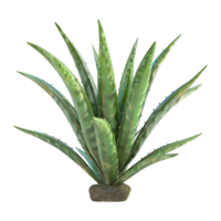 ai generiert 3d Rendern von ein Aloe vera im ein Topf auf transparent Hintergrund - - ai generiert png